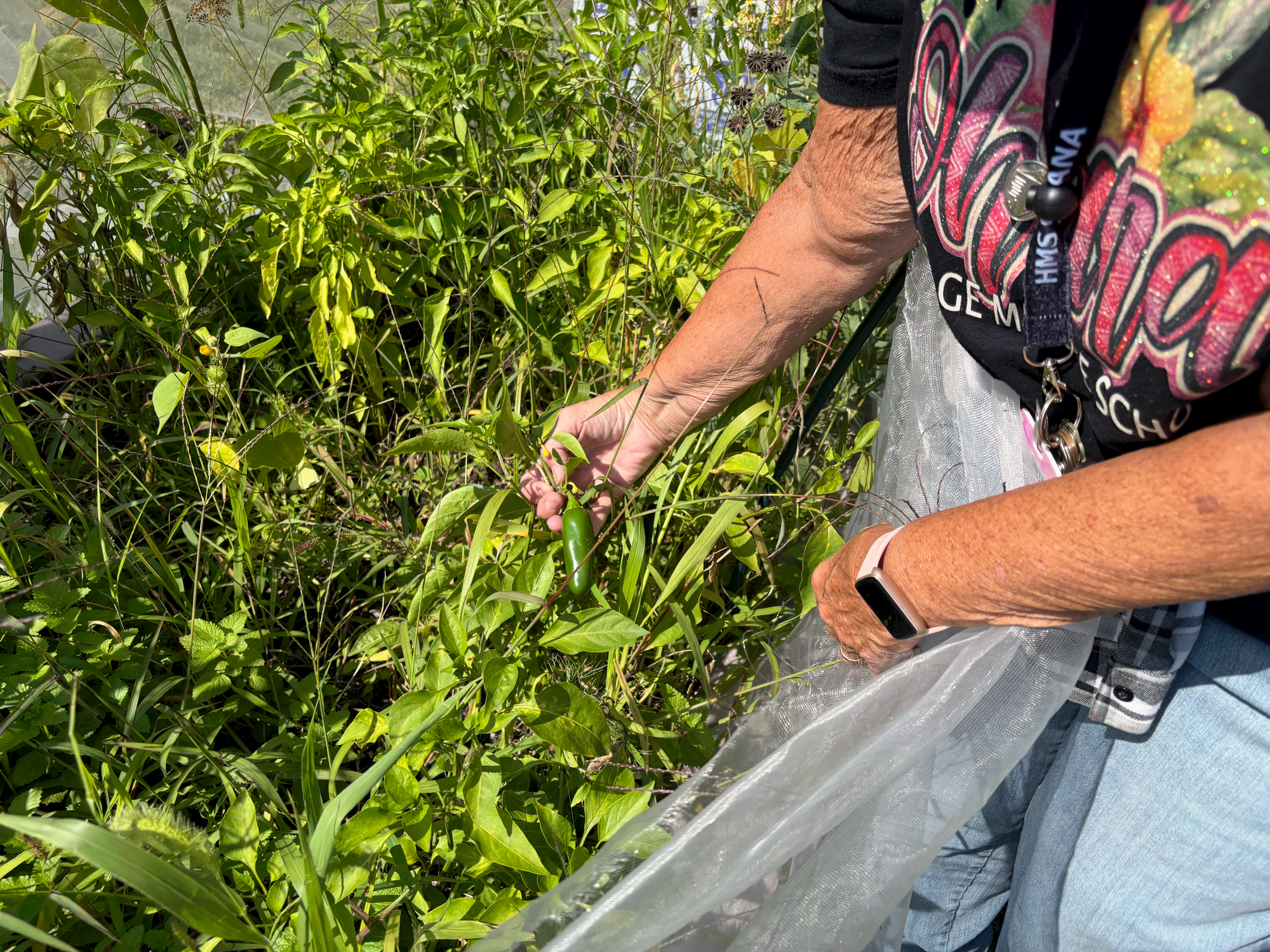 Forgotten to flourishing: Heritage students transform school garden